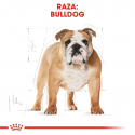 Royal Canin-Bulldog Inglés Adulto (1)