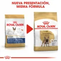 Royal Canin-Bulldog Francés Adulto (1)