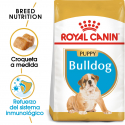 Bulldog Ingles Cachorro (1)