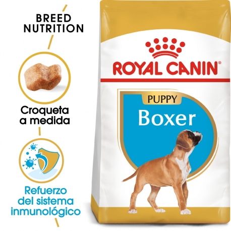 Boxer Junior (1)