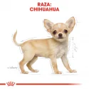 Royal Canin-Chihuahua Cachorro (1)