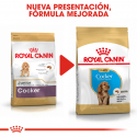 Royal Canin-Cocker Cachorro (1)