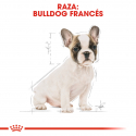 Royal Canin-Bulldog Frances Cachorro (1)