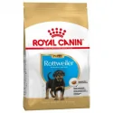 Rottweiler Cachorro (1)