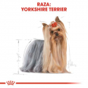 Royal Canin-Yorkshire Terrier Adulto (1)