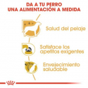 Royal Canin-Yorkshire Terrier Adulto (1)