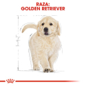Royal Canin-Golden Retriever Cachorro (1)