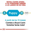 Yorkshire Terrier Cachorro (1)