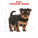 Yorkshire Terrier Cachorro (1)