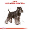 Schnauzer Miniatura Adulto (1)