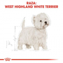Royal Canin-West Highland White Terrier Adulto (1)