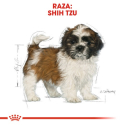 Royal Canin-Shih Tzu Cachorro (1)