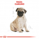 Royal Canin-Carlino Cachorro (1)