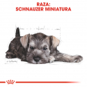 Royal Canin-Schnauzer Miniature Cachorro (1)
