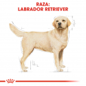 Royal Canin-Labrador Retriever Adulto (1)