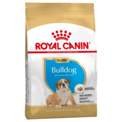 Bulldog Ingles Cachorro (1)