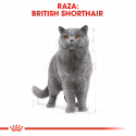 Royal Canin-British Shorthair Adulto (1)