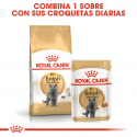 Royal Canin-British Shorthair Adulto (1)