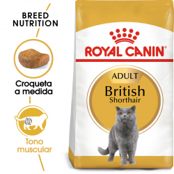 Royal Canin-British Shorthair Adulto (1)