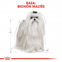 Royal Canin-Bichon Maltese Adulto (1)