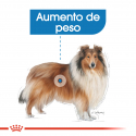 Royal Canin-Maxi Light Razas Grandes (1)