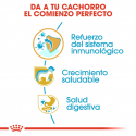 Royal Canin-Jack Russell Cachorro (1)