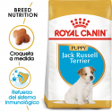Royal Canin-Jack Russell Cachorro (1)