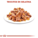 Royal Canin Kitten Sterilised Sobres En Gelatina Para Gatitos