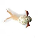 Raton Con Catnip Y Pluma Nayeco Para Gato 7 Cm