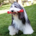 Kong Squeezz Stick De Juguete Para Perro