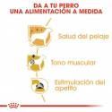 Royal Canin Poodle packs sobres para perros adultos