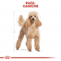 Royal Canin Poodle packs sobres para perros adultos