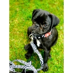 Correa multi para perros Max&Molly ZEBRA