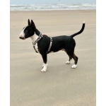Arnés para perros Max&Molly ZEBRA