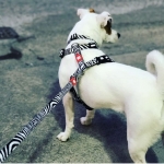Arnés para perros Max&Molly ZEBRA
