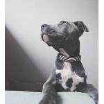 Collar smart para perros Max&Molly ZEBRA