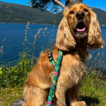 Correa para perros Max&Molly TROPICAL