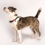 Collar para perros Max&Molly TROPICAL
