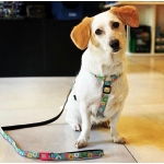 Arnés para perros Max&Molly DONUTS