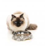 Comedero para gatos FuzzYard Gatsby