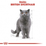 Royal Canin British Shorthair Pouch comida húmeda para gatos