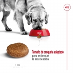 Royal Canin-Maxi Adulto +5 Años Razas Grandes (1)