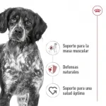 Royal Canin-Medium Adulto Razas Medianas (1)