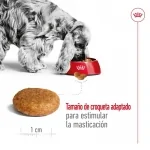 Royal Canin-Medium Adulto Razas Medianas (1)