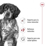 Royal Canin-Medium Adult (Sobre) (1)