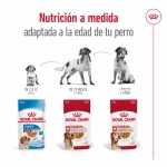 Royal Canin-Medium Adult (Sobre) (1)