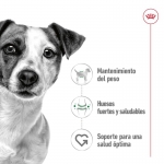 Royal Canin-Mini Adult (Sobre) (1)