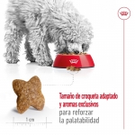 Royal Canin-Mini Adult (1)