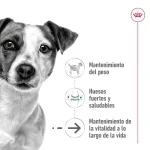 Royal Canin-Mini Ageing +12 Razas Pequeñas (1)