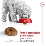 Royal Canin-Mini Ageing +12 Razas Pequeñas (1)